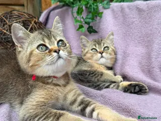 British Shorthair cats British Shorthair TICA stunning kittens - Advert 2