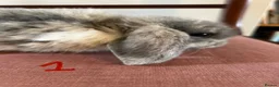 Mini Lop rabbits for sale: Beautiful Mini Lop Babies in Loughborough - Advert 6