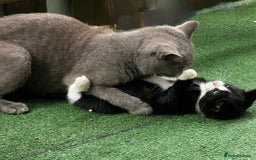 British Shorthair cats for sale: Adorable 9 weeks kitten half British shorthair  in Reading - Image 1