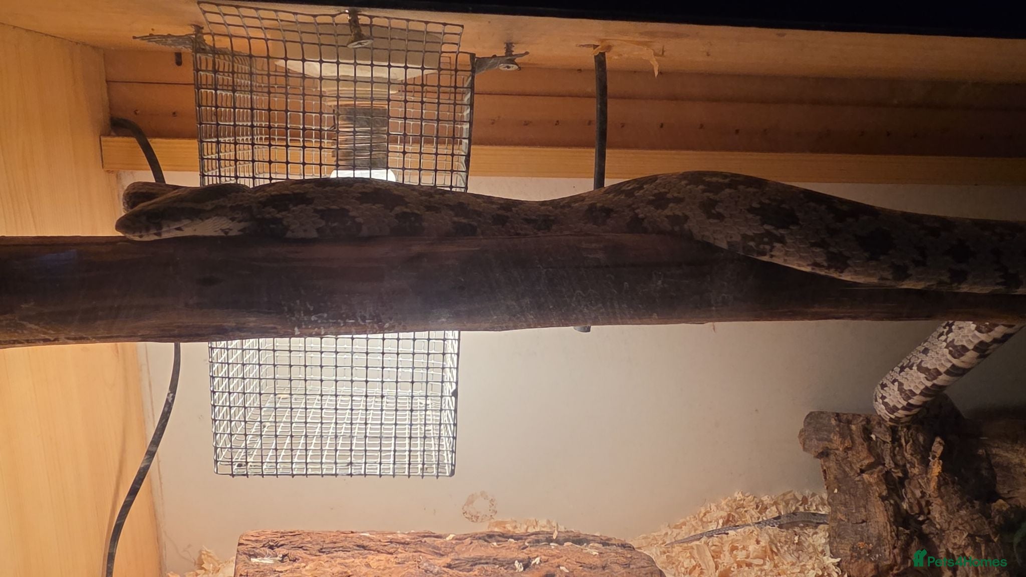 Corn Snake reptiles Corn snake - Advert 2