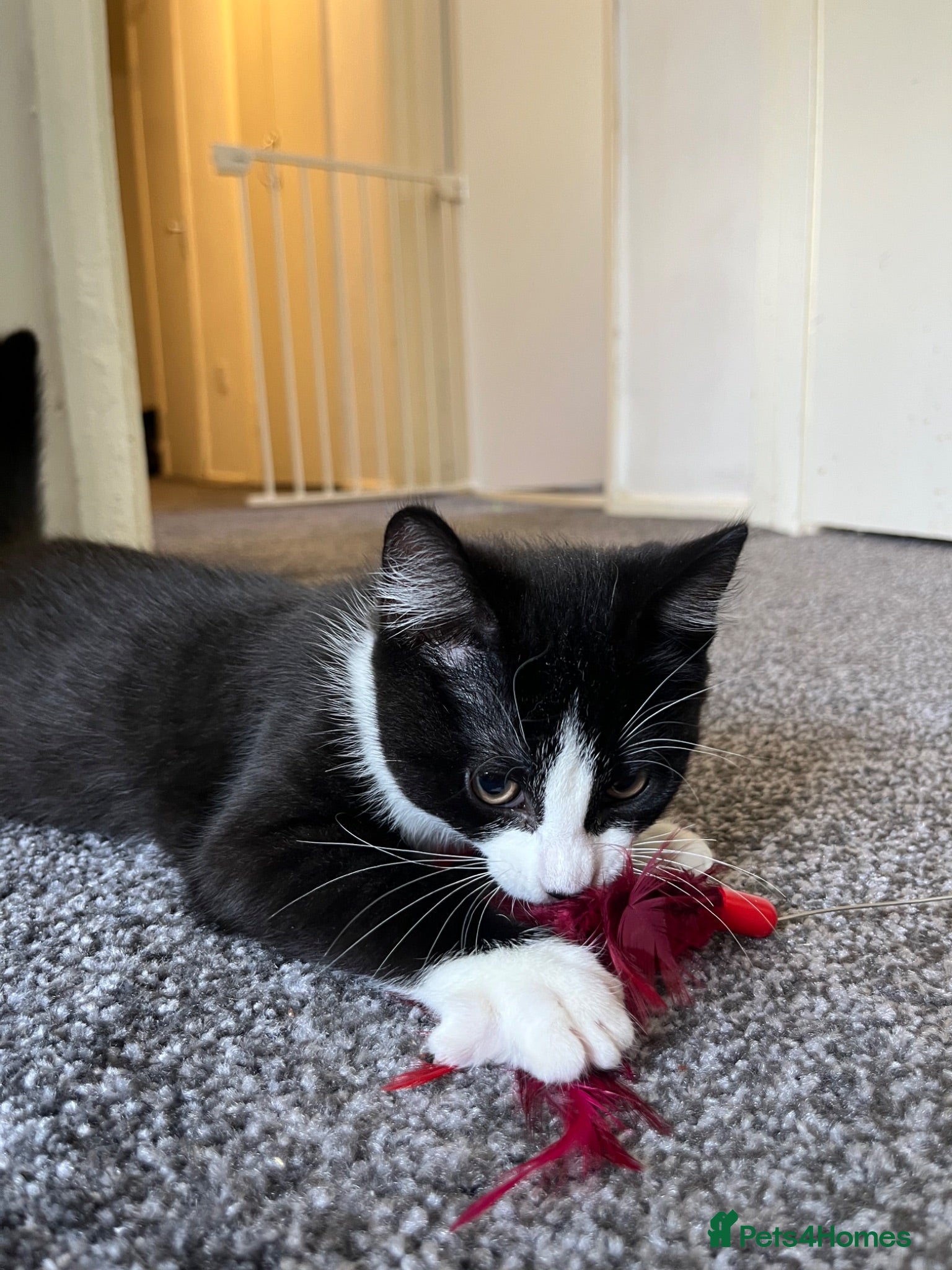 Mixed Breed cats Bingo - one year old black and white cat - Advert 1