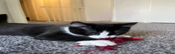 Mixed Breed cats for sale: Bingo - one year old black and white cat - Advert 1
