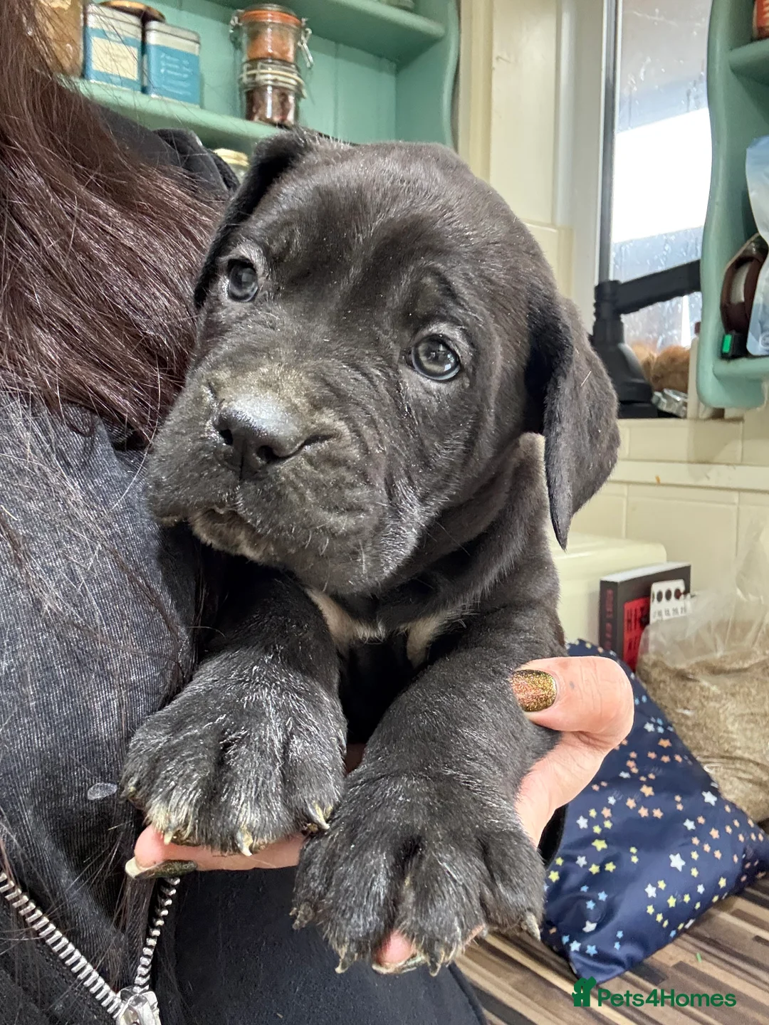 Mixed Breed dogs for sale: Cane Corso Puppies  - Advert 12