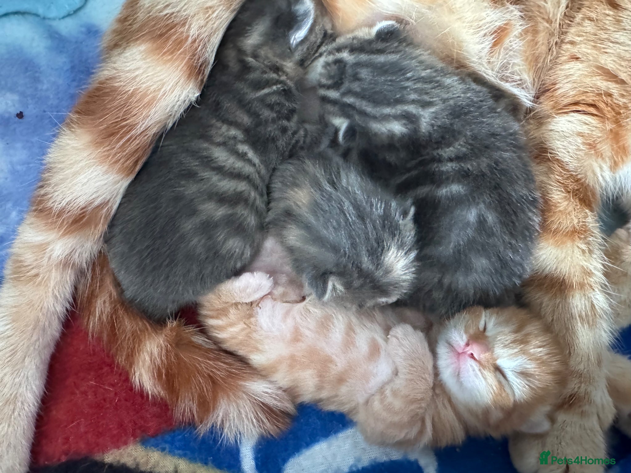 Mixed Breed cats for sale: Gorgeous fluffy affectionate kittens  in Cirencester - Advert 17