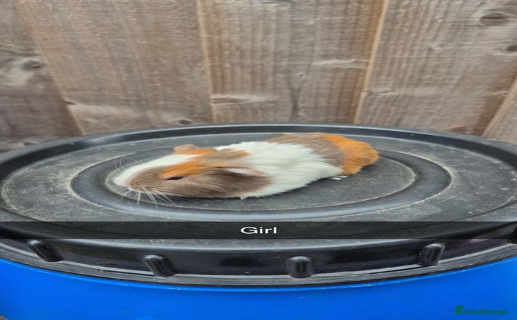 Guinea Pig rodents - Advert 3