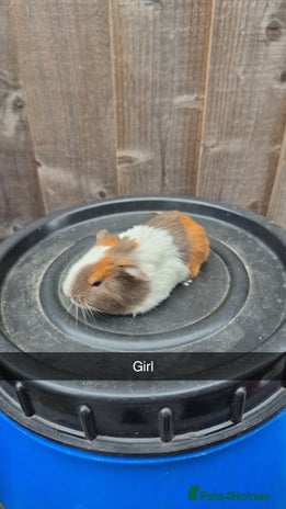 Guinea Pig rodents - Advert 1