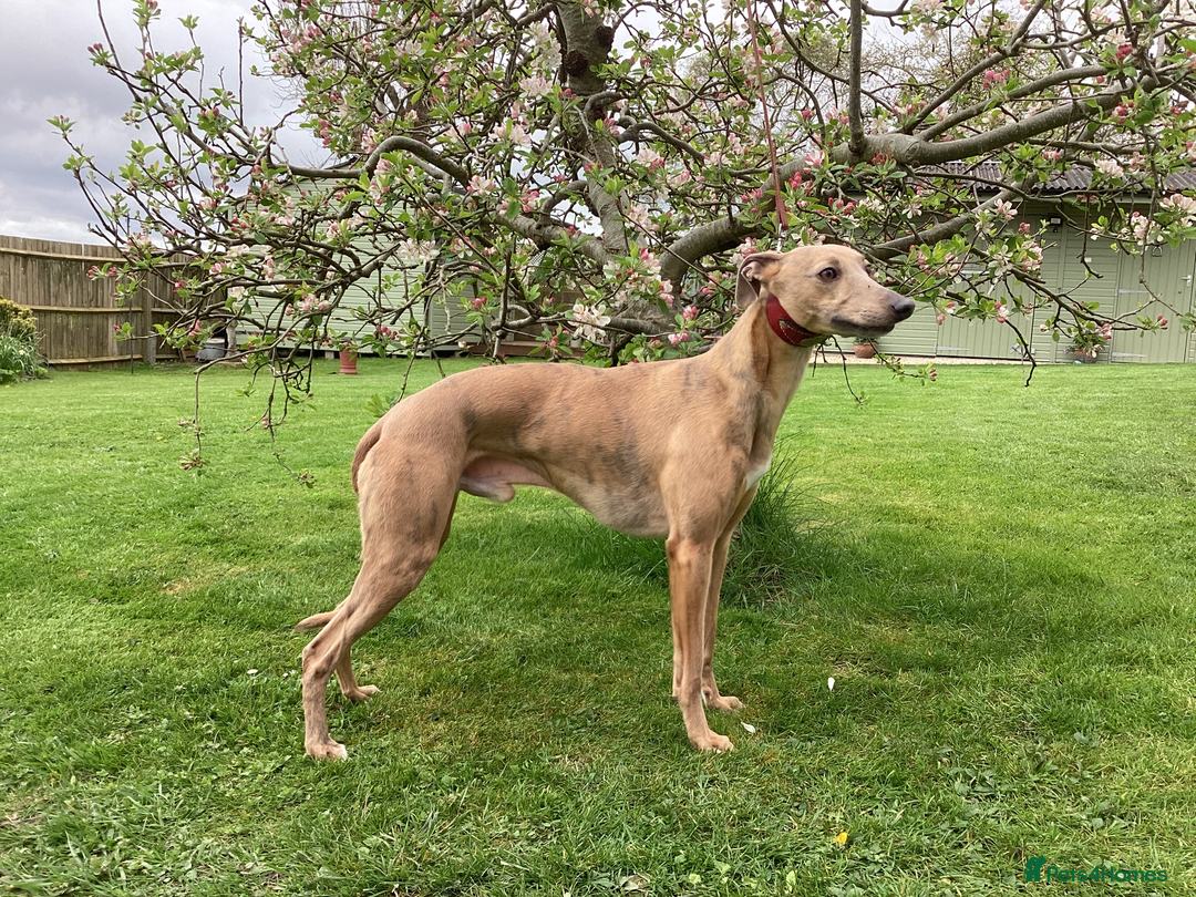 Whippet dogs for stud: PEDIGREE KC REGISTERED WHIPPET AT STUD in Salisbury - Image 2