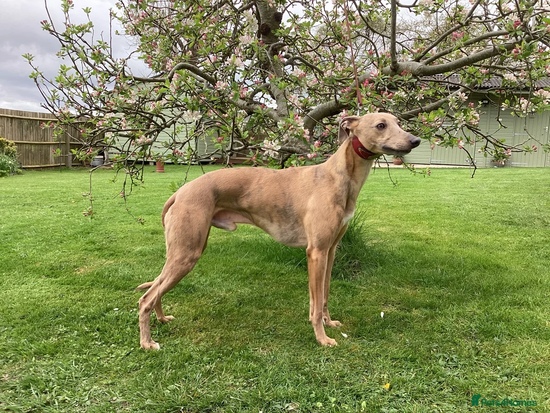 Whippet dogs for stud: PEDIGREE KC REGISTERED WHIPPET AT STUD in Salisbury - Advert 2