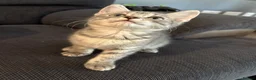 Mixed Breed cats for sale: Kitten - Advert 1