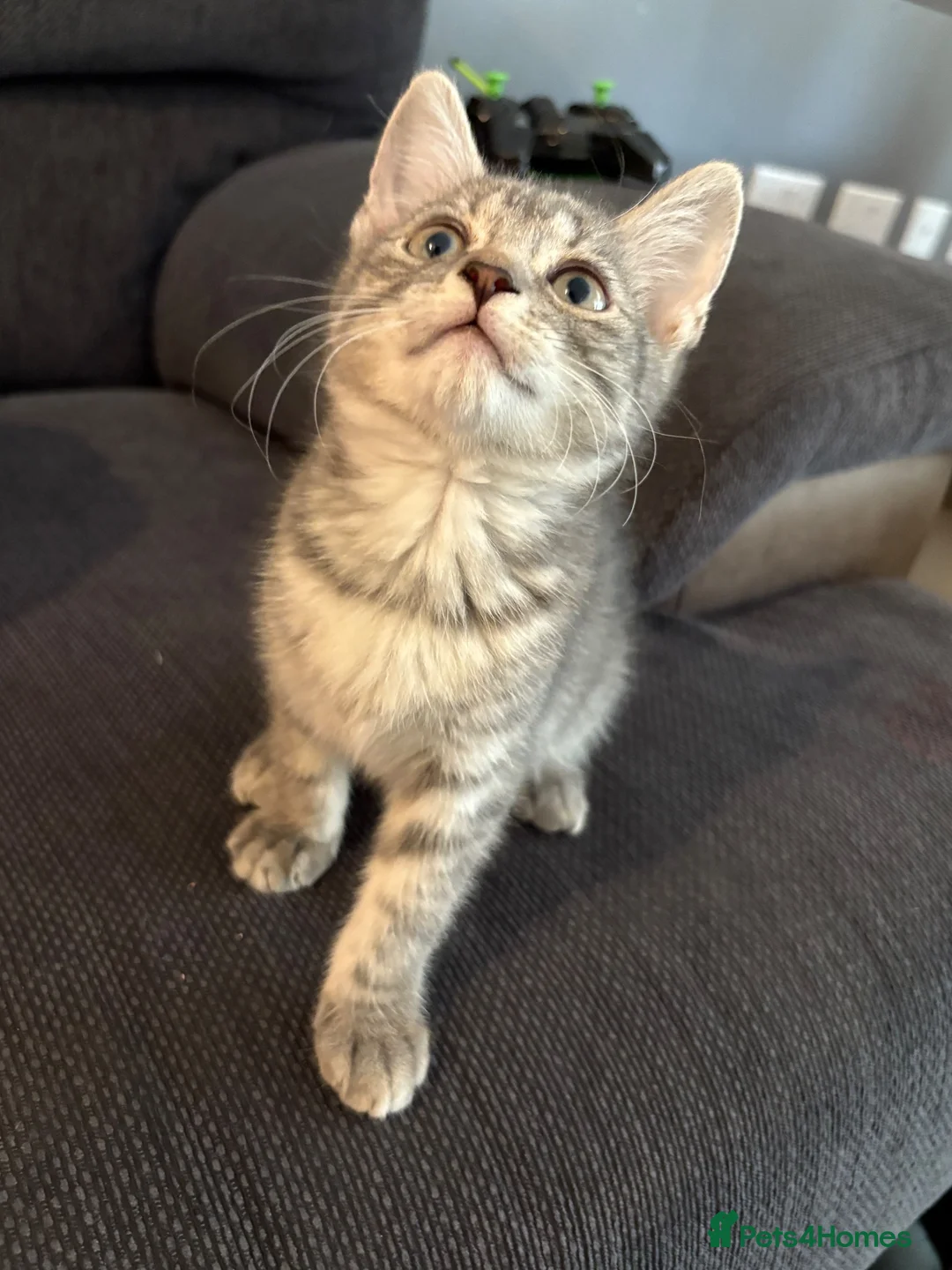 Mixed Breed cats for sale: Kitten - Advert 1
