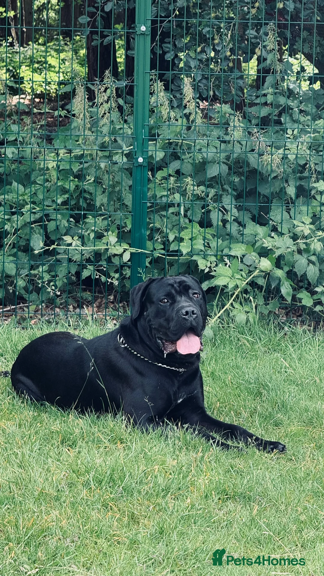 Cane Corso dogs for stud: Champion Bloodline Cane Corso in Birmingham - Advert 2