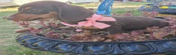 Dachshund dogs for sale: Dachshund puppies  - Advert 6