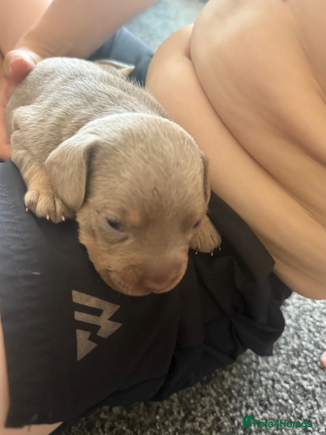 Mixed Breed dogs for sale: French bulldog cross dachsaund - Advert 1
