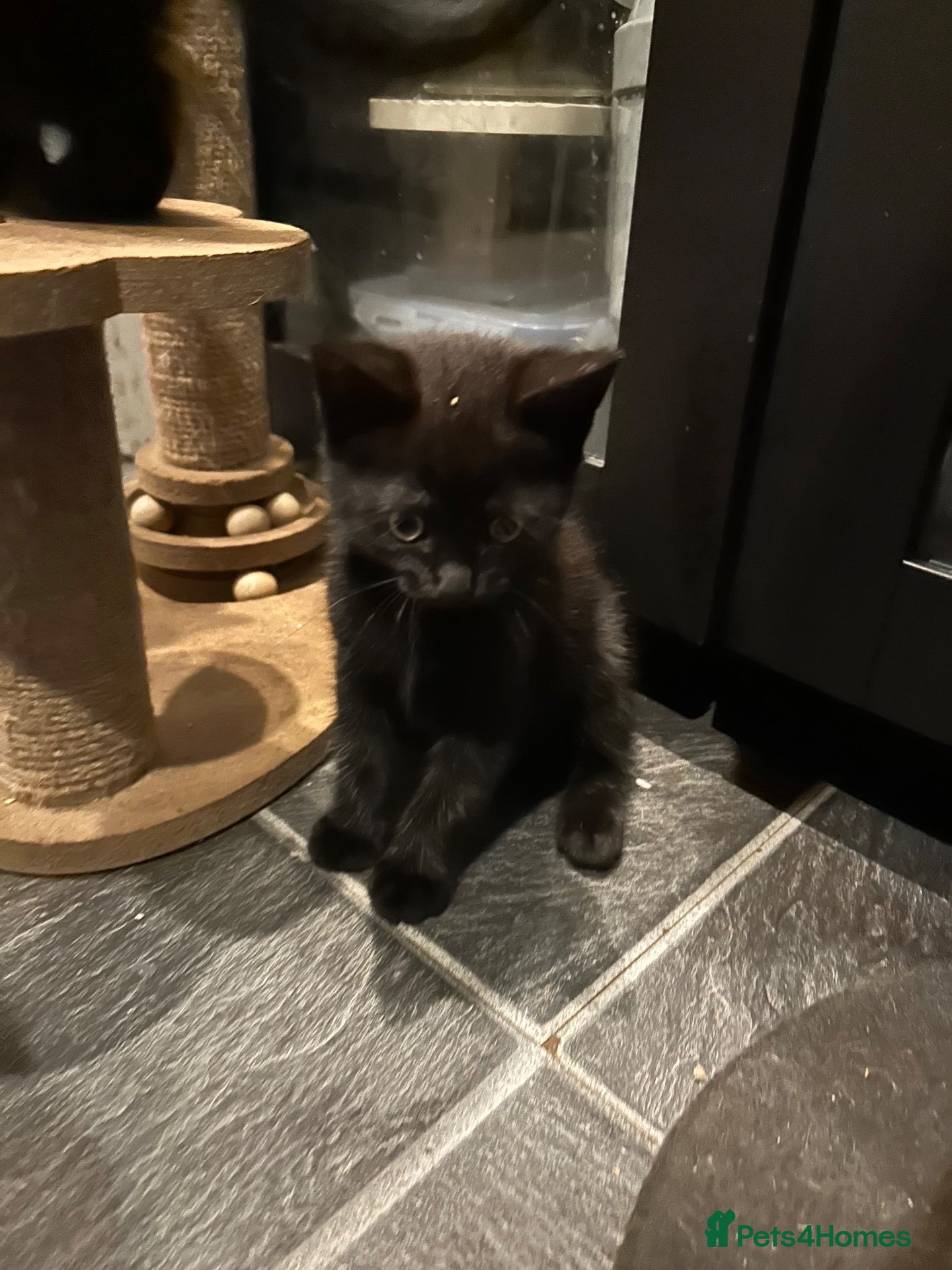 Mixed Breed cats Kitten for sale  - Advert 19