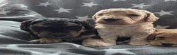 Cockapoo dogs for sale: 2 F1b Cockapoo Boys. DNA HEALTH TESTED - Advert 7