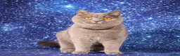 British Shorthair cats for sale: Retired British Shorthair/Longhaired females - Advert 4