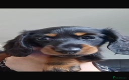 Miniature Dachshund dogs for sale: BEAUTIFUL MINIATURE DACHSHUND PUPPIES - Image 3
