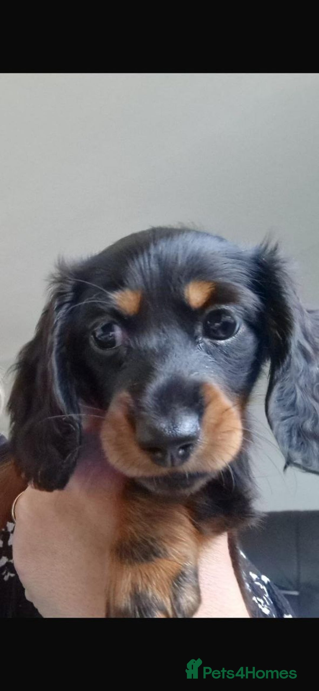 Miniature Dachshund dogs for sale: BEAUTIFUL MINIATURE DACHSHUND PUPPIES - Image 3