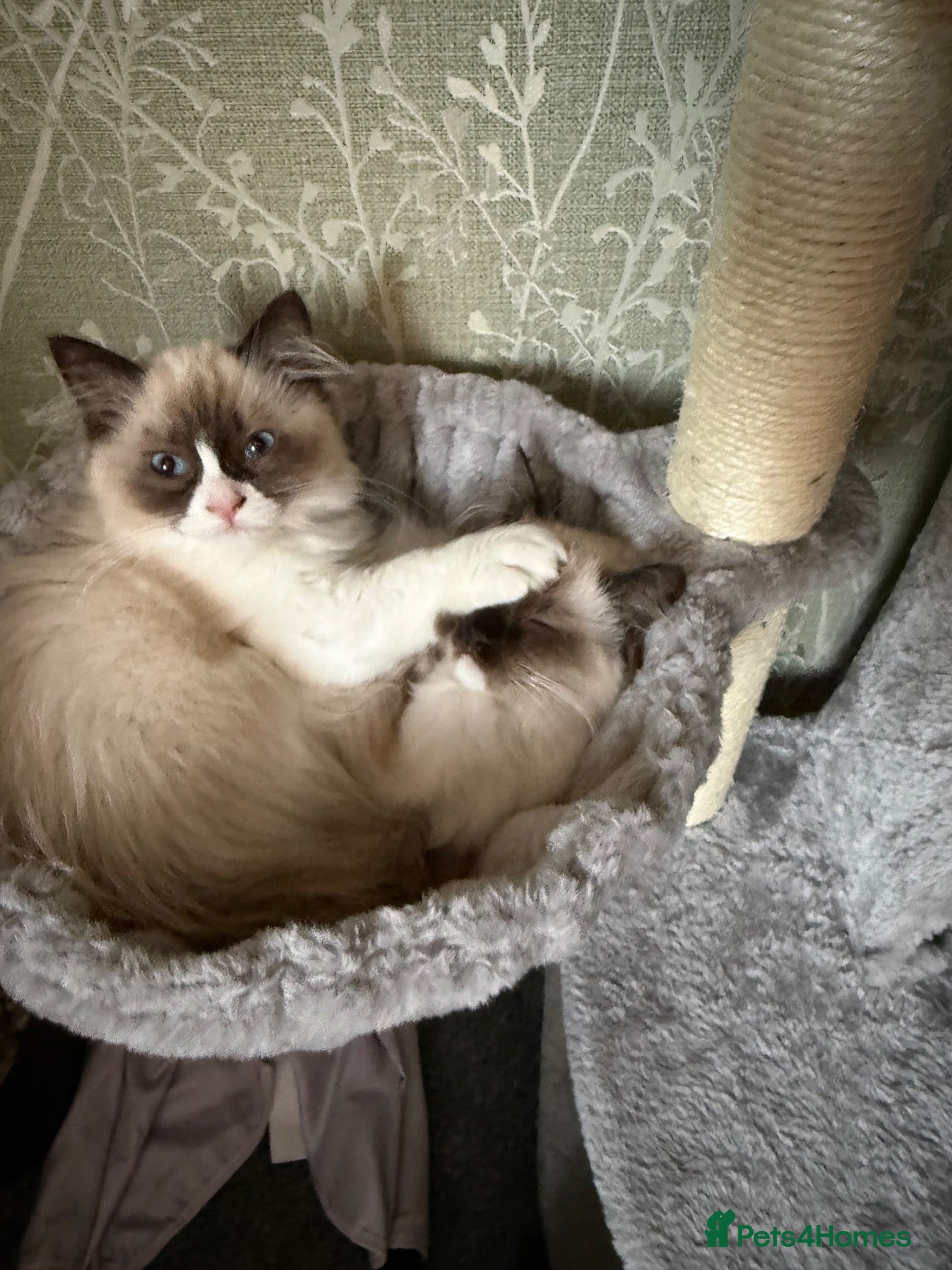 Ragdoll cats Loving kittens looking for there forever home  - Advert 8