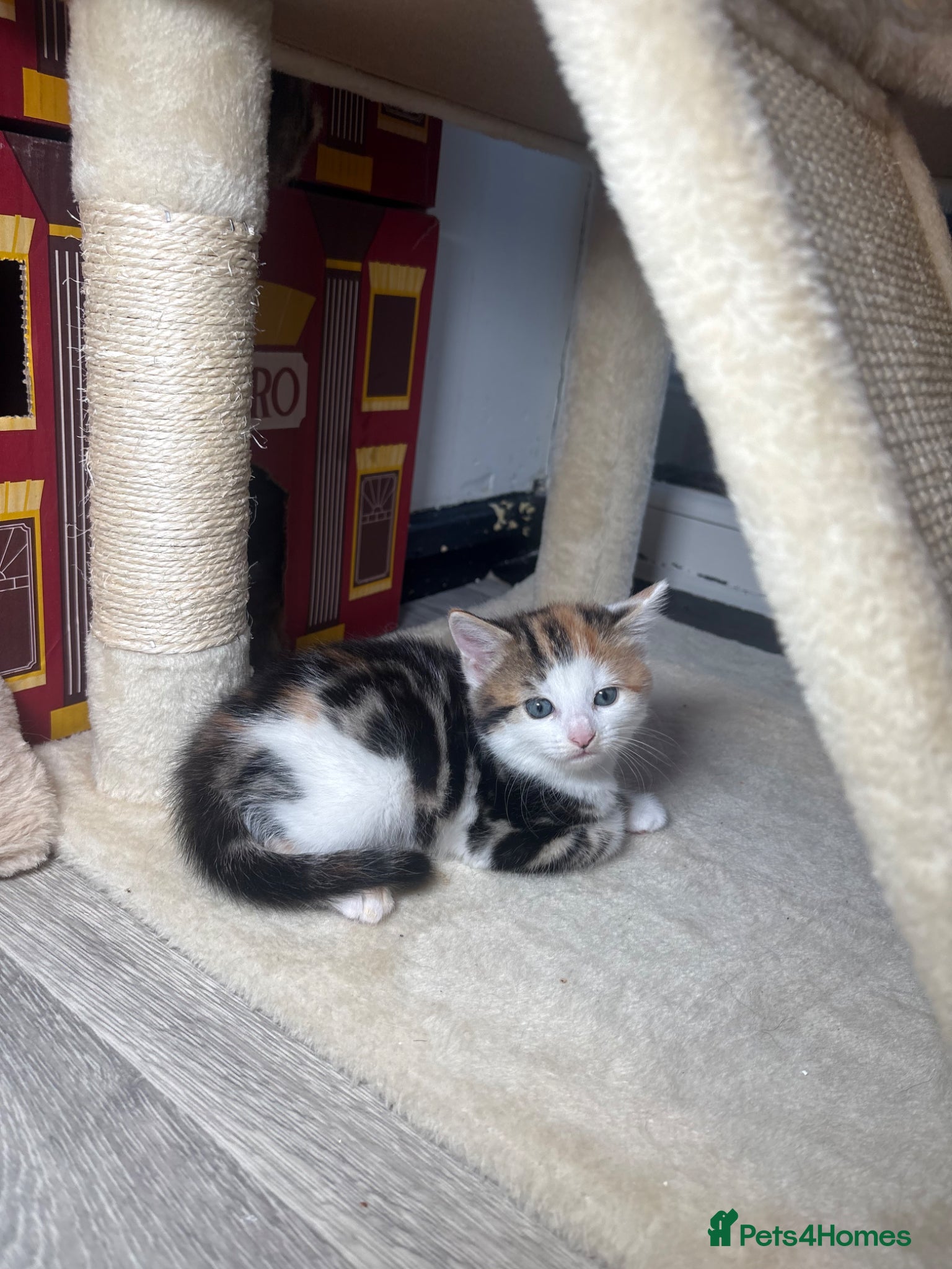 Mixed Breed cats for sale: 4girls 1boys mixed bengal kittens  in Maidstone - Advert 6