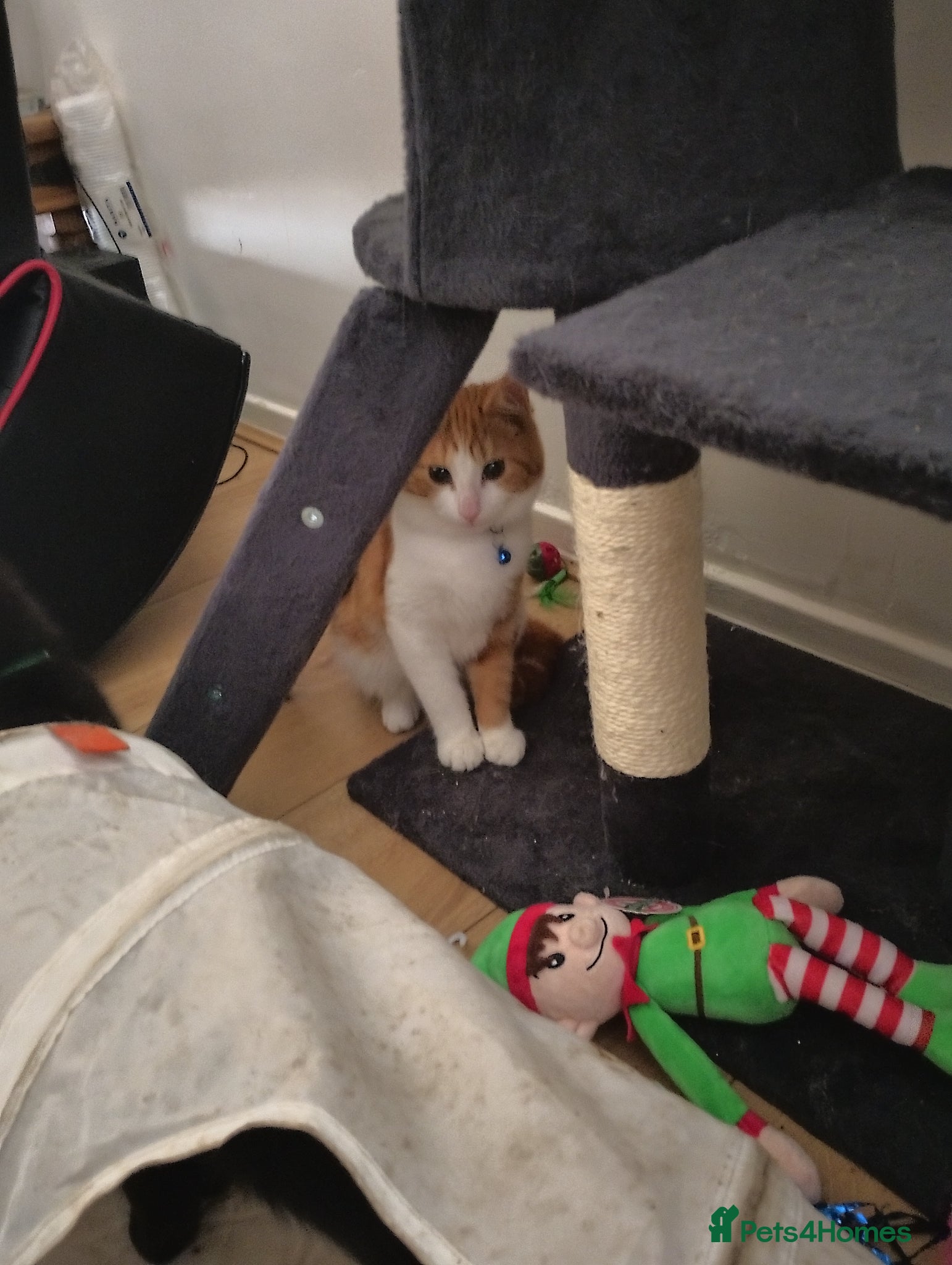 Turkish Angora cats 6 month old kitten needs a loving home - Advert 3