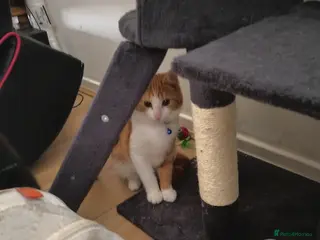 Turkish Angora cats 6 month old kitten needs a loving home - Advert 2