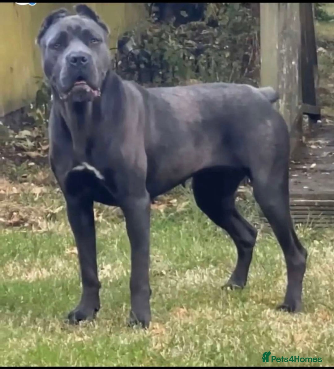 Cane Corso dogs for sale: CANE CORSO 2.5 Months old - Advert 2