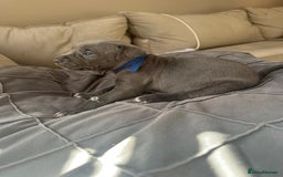 Mixed Breed dogs for sale: Staff x cane corso merle and grey pups for sale  - Image 17
