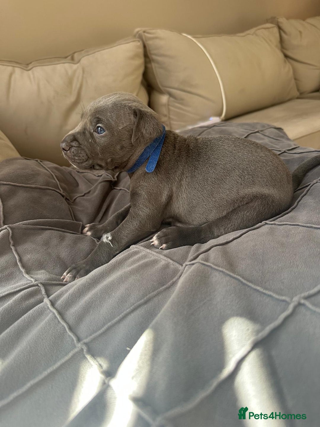 Mixed Breed dogs for sale: Staff x cane corso merle and grey pups for sale  - Image 17