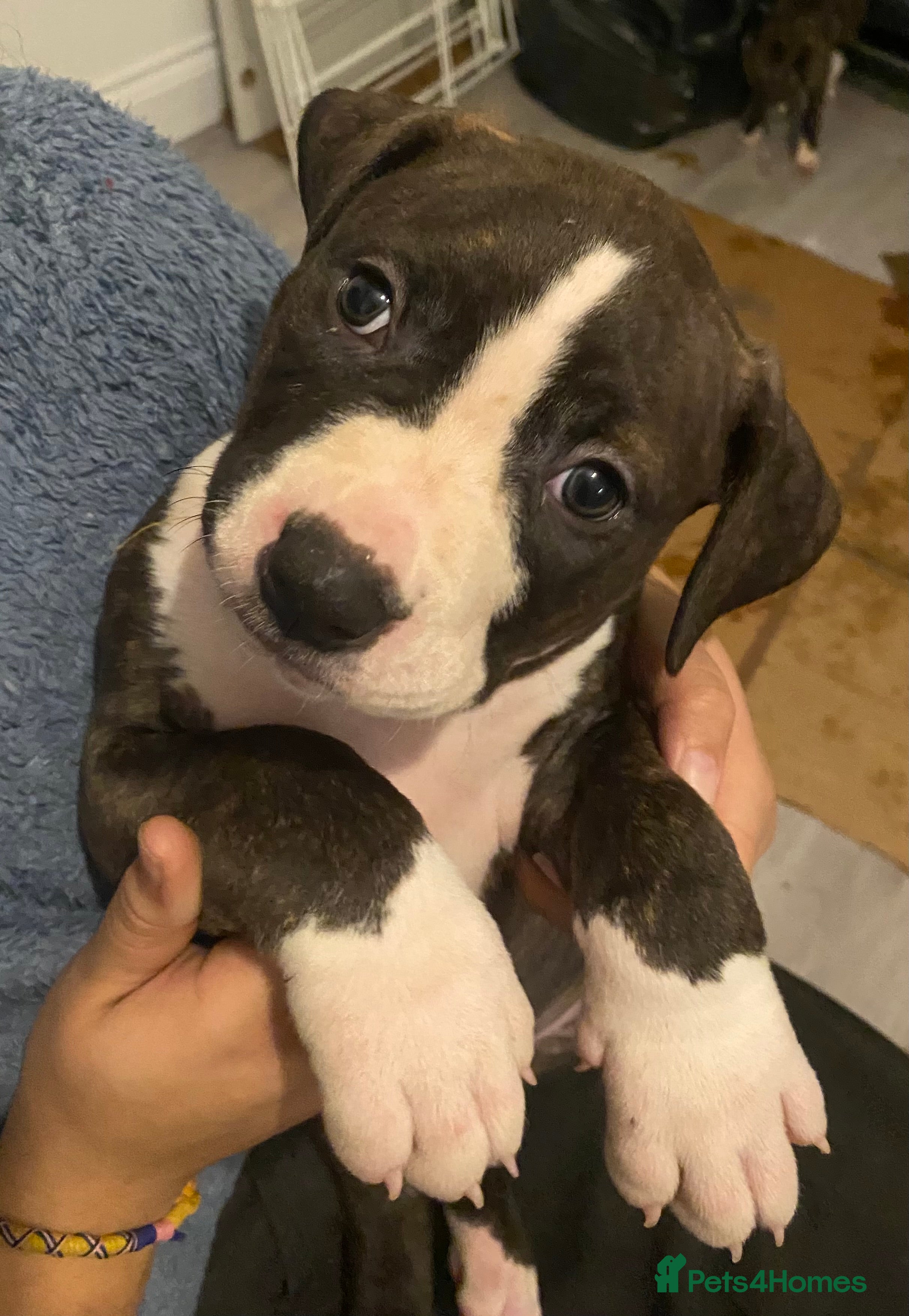 Mixed Breed dogs Scott American Bulldog Cross  - Advert 5