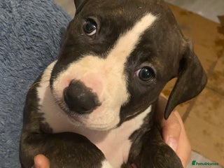 Mixed Breed dogs Scott American Bulldog Cross - Advert 8