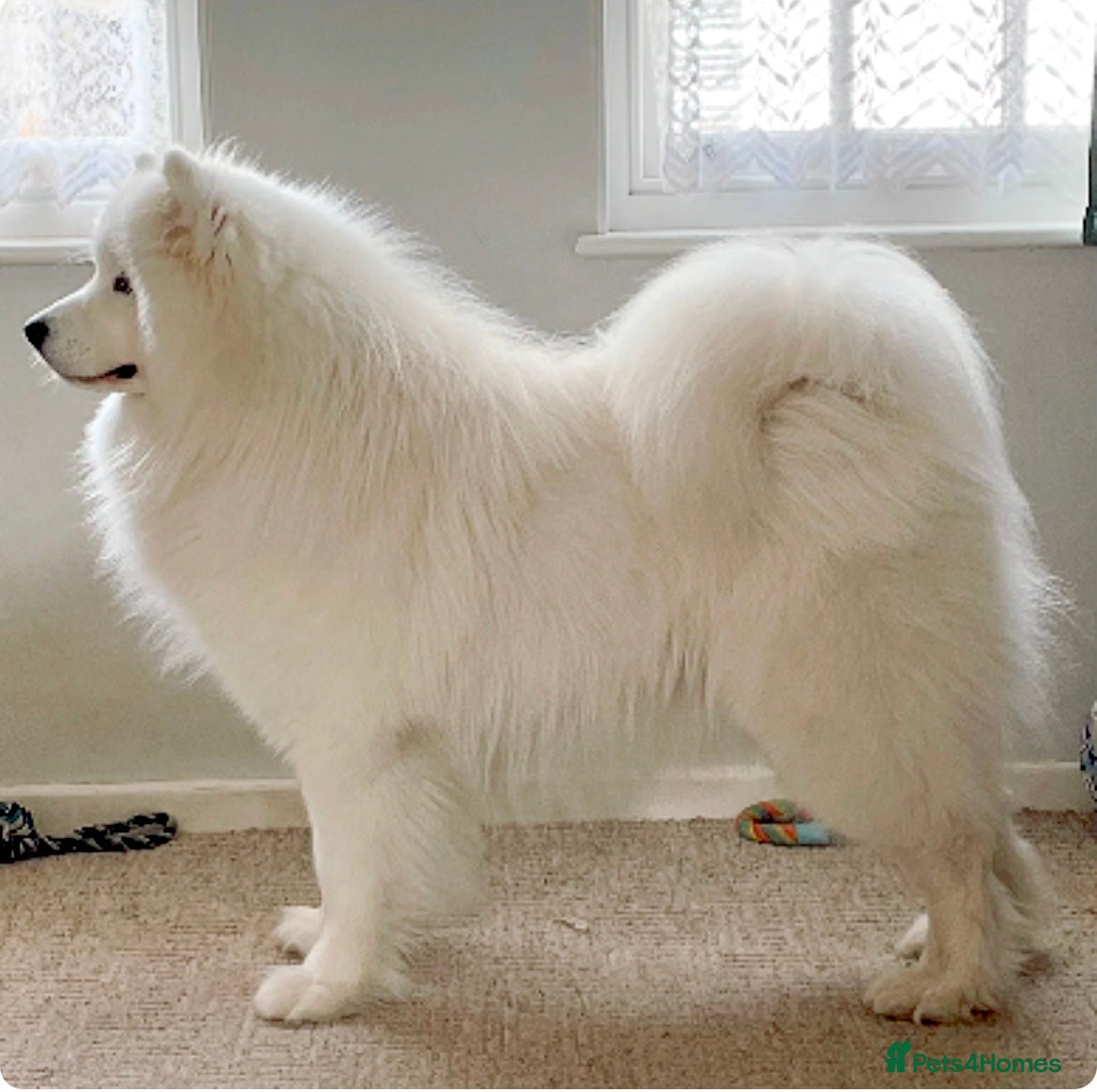 Samoyed dogs Health Tested, Proven, Show Samoyed for Stud in Exeter - Advert 1