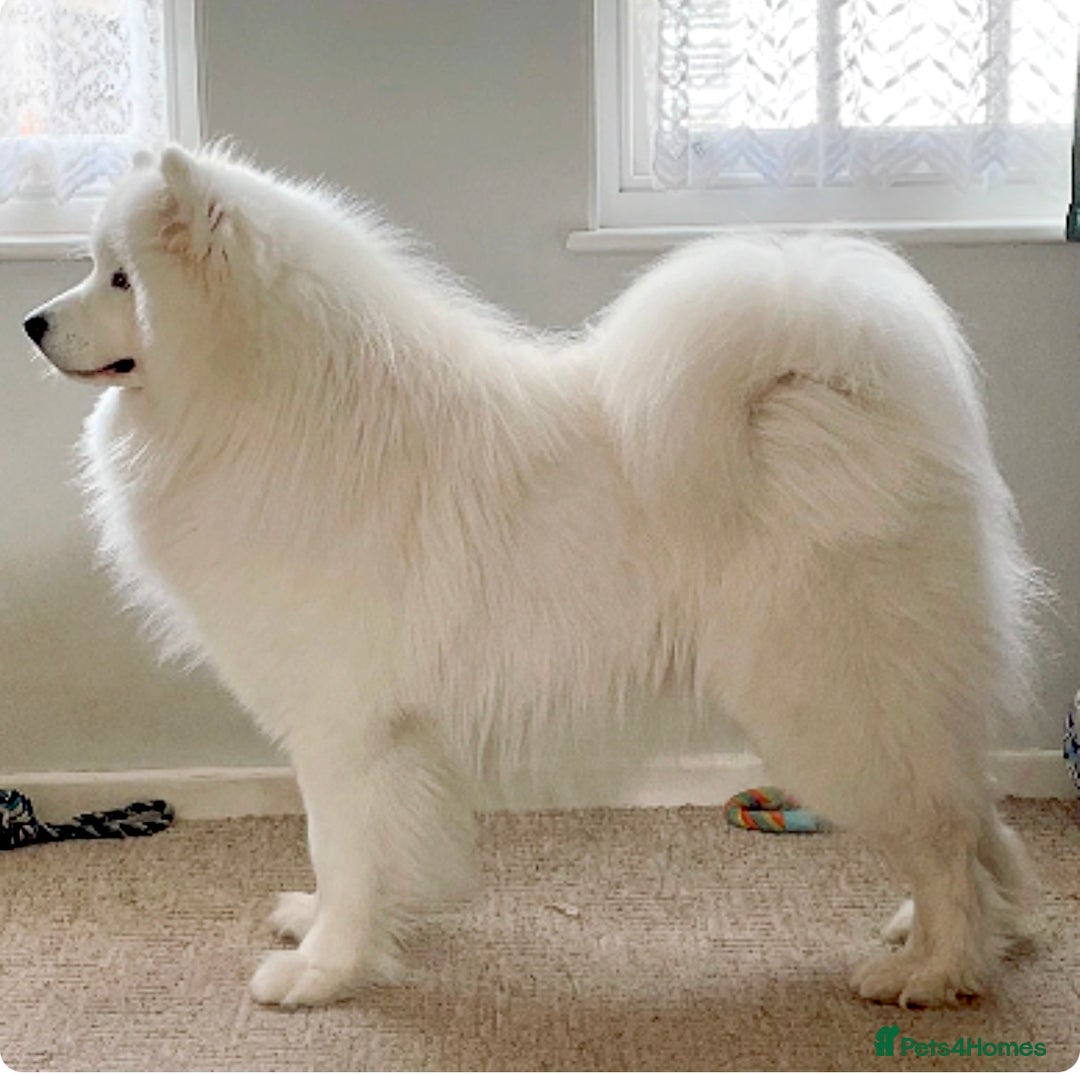 Samoyed dogs for stud: Health Tested, Proven, Show Samoyed for Stud in Exeter - Image 2