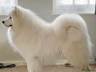 Samoyed dogs Health Tested, Proven, Show Samoyed for Stud in Exeter - Advert 1