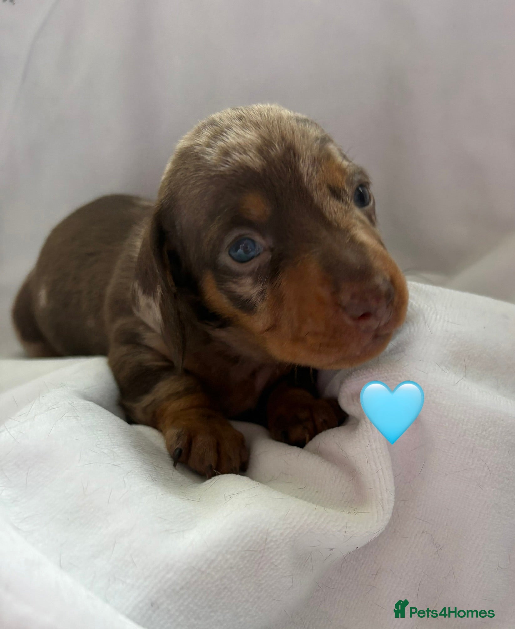 Miniature Dachshund dogs 3 Stunning Miniature Dachshund Puppies Left - Advert 15
