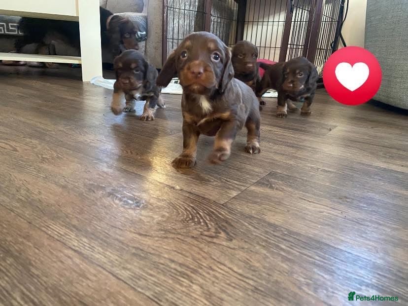 Cocker Spaniel dogs Tri chocolate  colour cocker spaniel puppies  - Advert 7