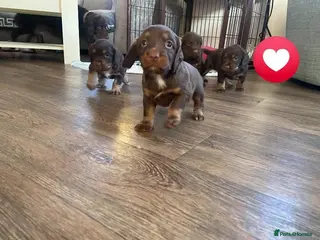 Cocker Spaniel dogs Tri chocolate colour cocker spaniel puppies - Advert 10