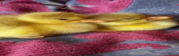 Geese poultry for sale: Goslings for Sale - Advert 2