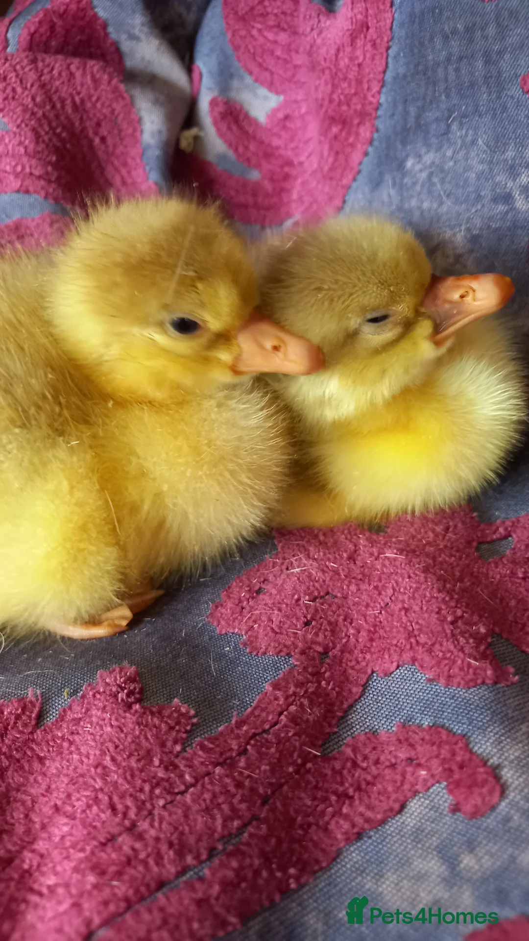 Geese poultry for sale: Goslings for Sale - Advert 2