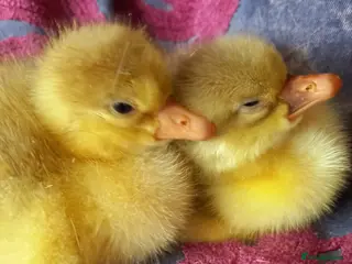 Geese poultry Goslings for Sale - Advert 10