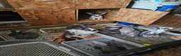 Rex rabbits for sale: Blue and Broken Butterfly Mini Rexes - Advert 1