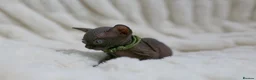 Sphynx cats for sale: Lovely Sphynx Kittens available - Advert 19