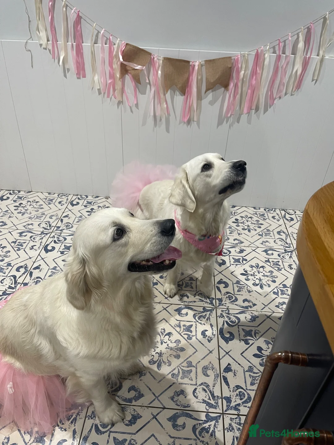 Golden Retriever dogs for sale: Cream Golden Retriever Puppies soon to be born  in Boston - Advert 16