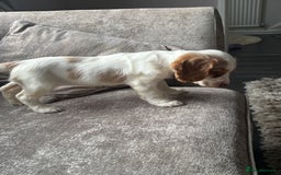 Cocker Spaniel dogs for sale: Beautiful girl - Image 4