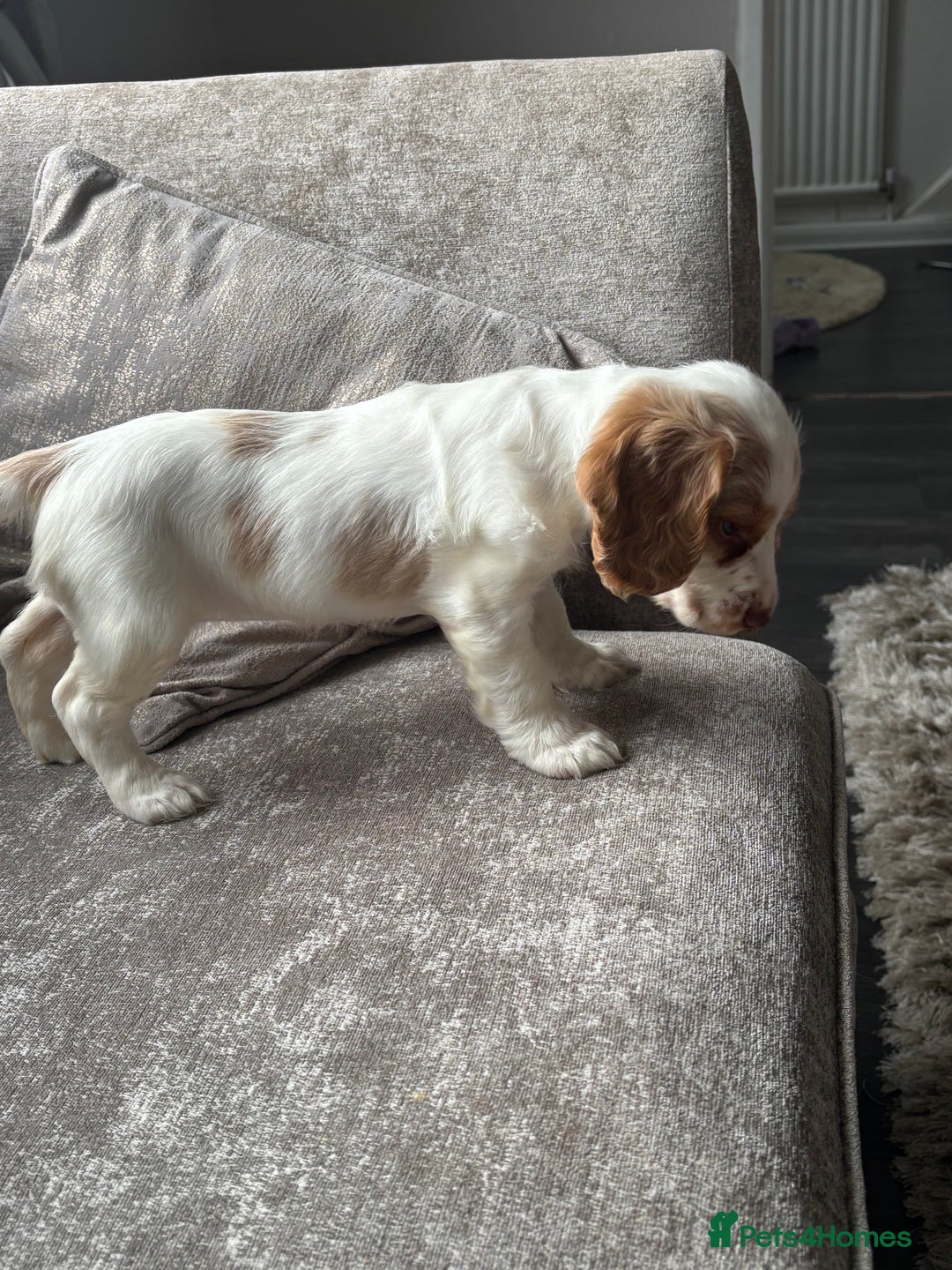 Cocker Spaniel dogs for sale: Beautiful girl - Image 4