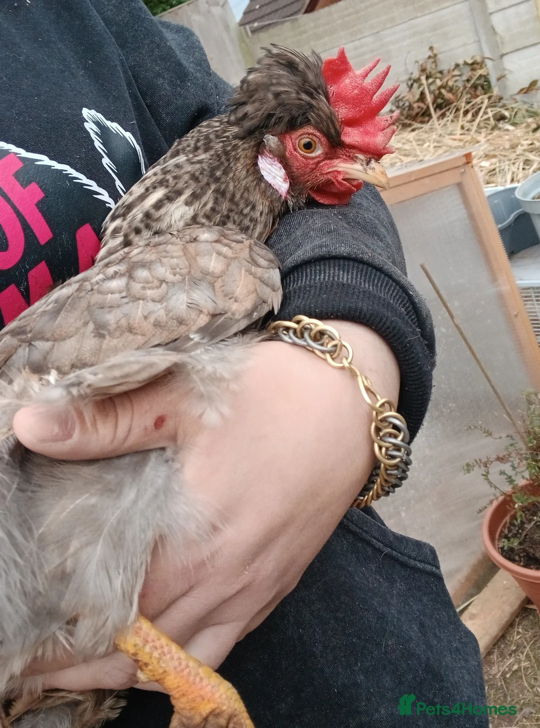 Chickens poultry for sale: Seramas and Cream Legbars - Advert 5