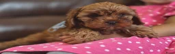 Cavapoo dogs for sale: Toy Cavapoo - Advert 12