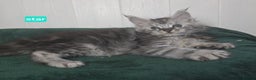 Maine Coon cats for sale: Stunning Silver Tica Pedigree Maine Coon Kittens - Advert 12