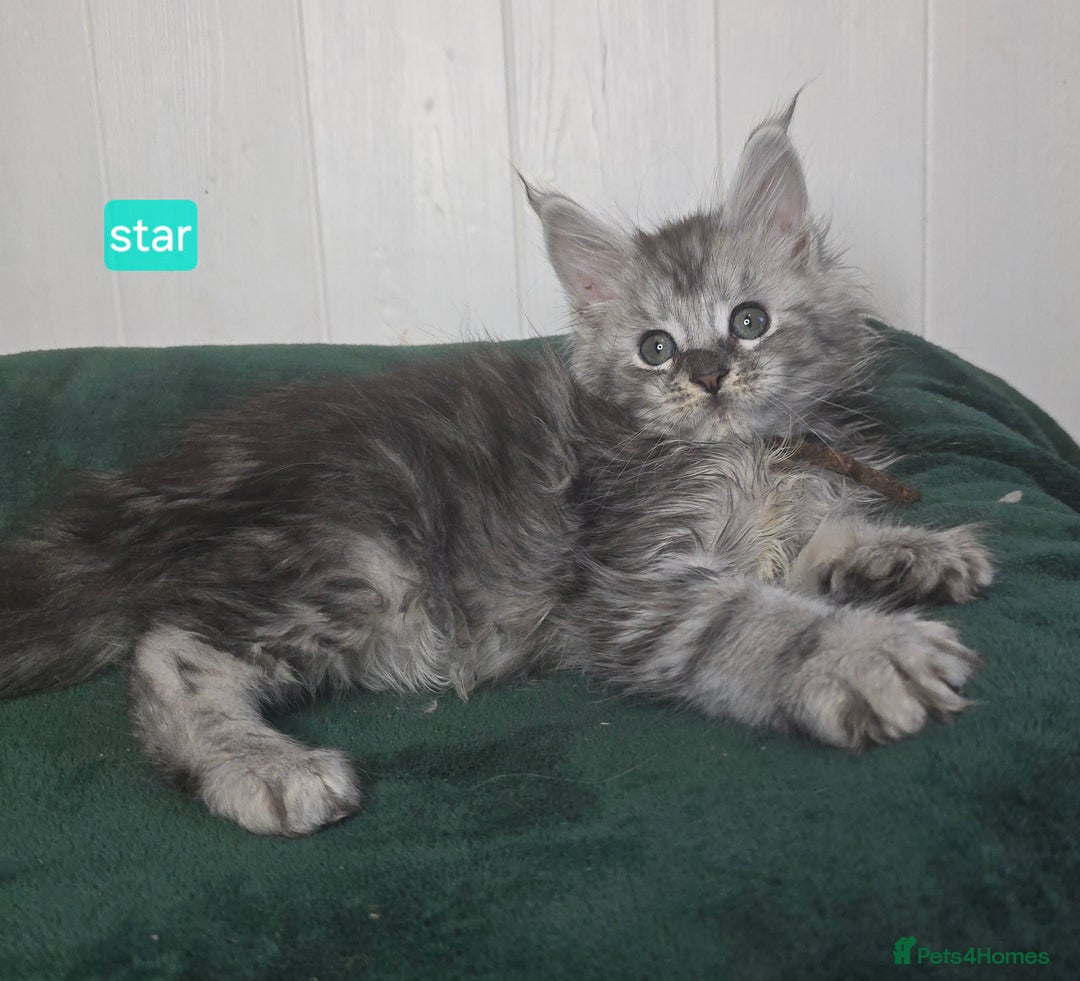Maine Coon cats for sale: Stunning Silver Tica Pedigree Maine Coon Kittens - Advert 12