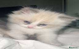 Ragdoll cats for sale: 😍 RARE BLUE LYNX POINT BICOLOR ENTIRE MALE 😍 - Image 13